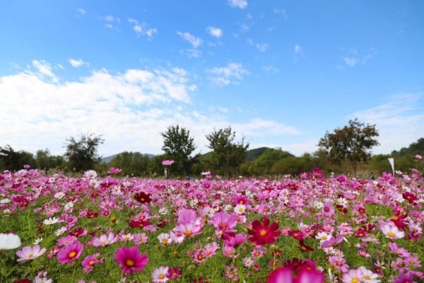 지난해 10월 많은 관광객들이 찾은 초동면 코스모스 연가길