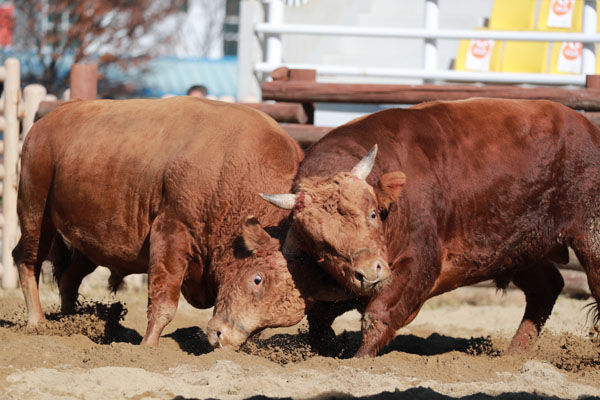 의령소싸움대회 태백급(좌 의령 김종복 돌쇠- 우 의령 표계종 풍산) 풍산 승 (2)