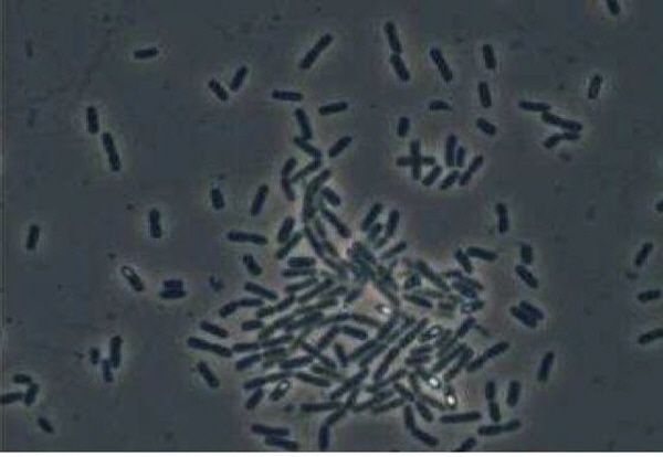 유용 미생물로는 고초균과 광합성균, 유산균, 효모균 등 4종의 미생물