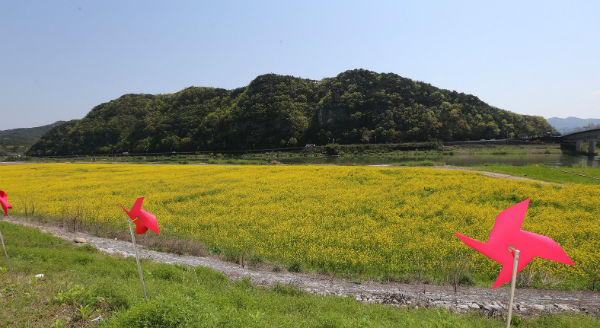 오는 15일 산청군 단성면 경호강변에서 유채꽃 축제가 개최된다