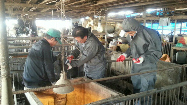 산청군은 고령의 가축주가 있는 소규모 양돈 농가에 대해 돼지구제역 예방접종을 실시했다