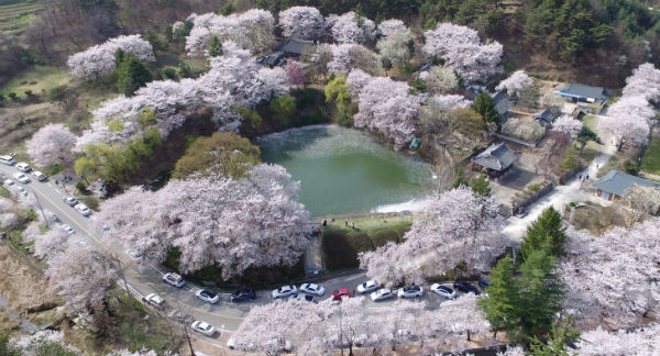 덕천서원을 감싸 안은 벚꽃