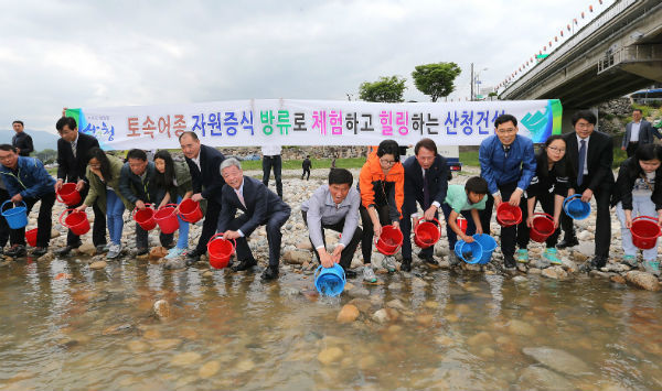산청군이 경호강변에 25만마리의 은어 치어를 방류한다
