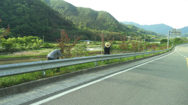 산청군 삼장면이 테마가 있는 가로수길 조성 계획에 따라 도로변의 꽃사과나무 가꾸기에 한창이다