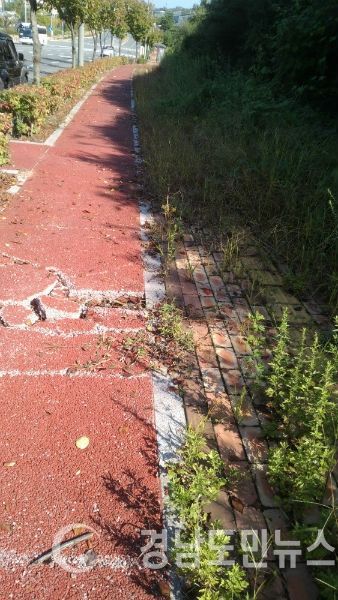 진주 혁신도시의 일부 구간 인도 모습.자전거도로의 블록은 파손되고 인도는 잡초가 무성하다