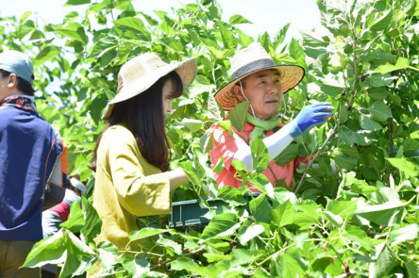 진주시는 농촌의 일손 부족에 따라 오는 11월 10일까지 농촌 일손 돕기 중점 추진기간으로 지정, 적기에 농산물을 수확할 수 있도록 일손 돕기 운동을 전개한다