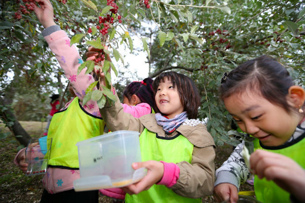 산청군은 기관지 질환에 효과만점인 보리수 나무의 열매따기 체험행사를 실시한다