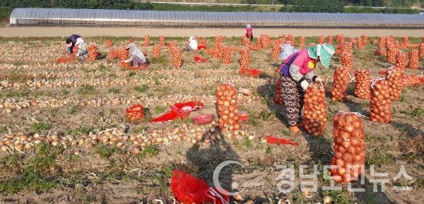 농촌인력은행이 인근 도시 유휴인력을 확보하여 일손부족으로 어려움을 겪고 있는 농가에 농작업 인력을 알선해 주고 있다.(사진/합천군)