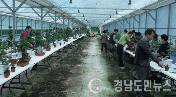 제4기 국화재배기술보급 프로그램 수강생을 모집한다.(사진/거창군)