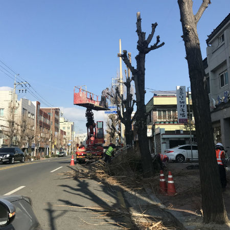 진주시는 시내 11개 지역에서 가로수 전정작업을 실시하기로 했다