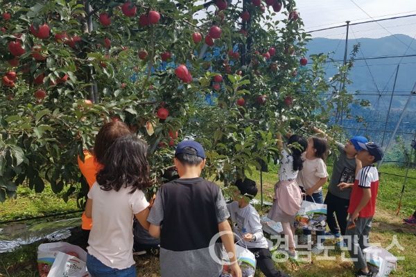 내달 2일부터 사과테마파크 체험장 사과나무 500주를 선착순으로 분양할 계획이다.(사진/거창군)