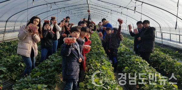 딸기수확 체험(사진/거창군)