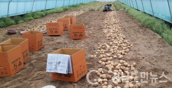 겨울철 친환경감자 시설재배 새로운 소득작물로(사진/합천군)