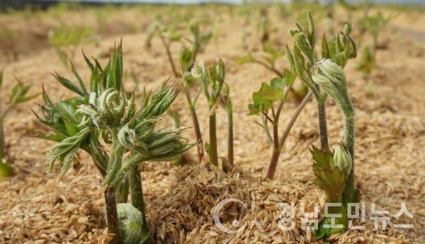 거창군에서 비닐하우스 땅두릅나물 수확이 한창이다.(사진/거창군)