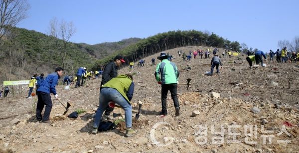 편백나무 1.2ha, 1,800여 그루의 나무를 심었다.(사진/합천군)
