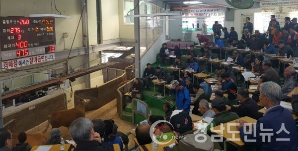 합천 등록우 경매시장 1달여만에 재개장(사진/합천군)