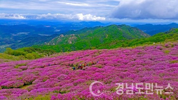 황매산 16일동안 철쭉의 바다에 빠지다.(사진/합천군)