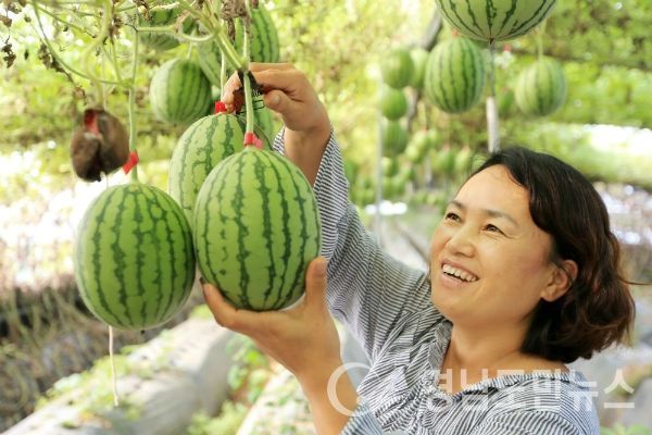 산청군 단성면 딸기 후작으로 애플수박 재배(사진/산청군)