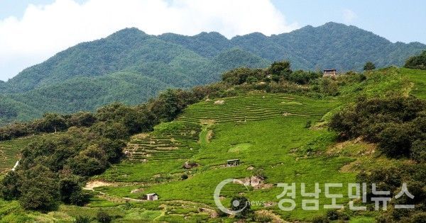 화개·악양면 일원에서 열리는 제23회 야생차문화축제 기간 ‘힐링과 치유의 천년차밭길 투어’를 마련한다.(사진/하동군)