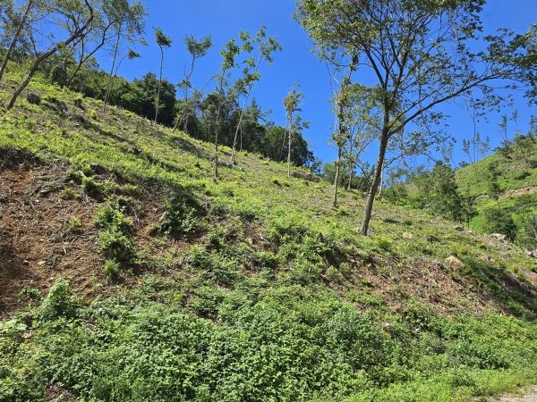 경남 고성군, 조림지 풀베기사업으로 건강한 생육환경 조성