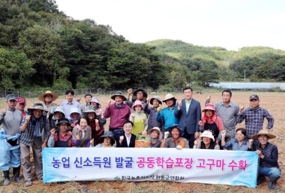 농촌지도자 하동군연합회, 공동학습포장 고구마 수확