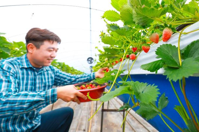 산청 신등면 단계리 최종식 농가 딸기 첫 수확