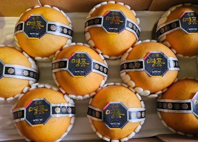 안성 ‘신화’ 배, 싱가포르 프리미엄 시장 개척 신화 만든다!