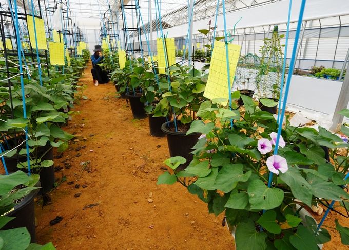 고구마 육종 시범포