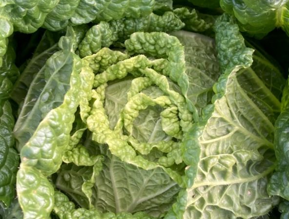 농림축산식품부