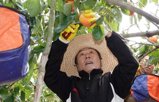 창녕군, 가을철 단감 농가 농촌일손돕기 실시