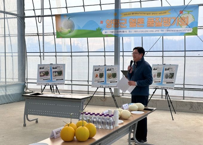 양평군, 좋은 멜론 품종 찾기 현장평가회 열어