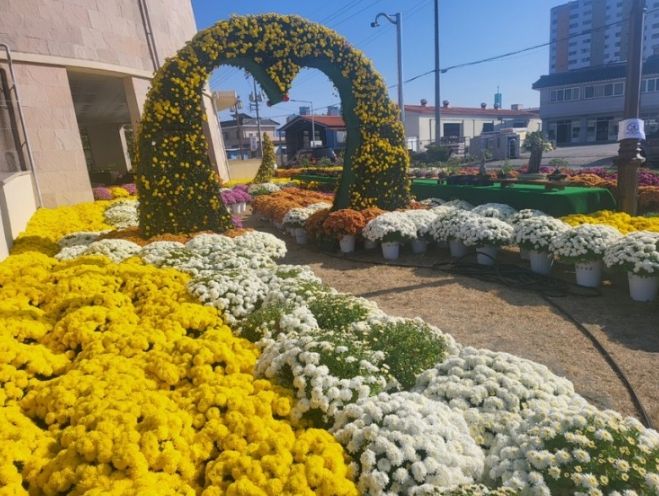 고성군, 가을 맞이 국화전시회 개최