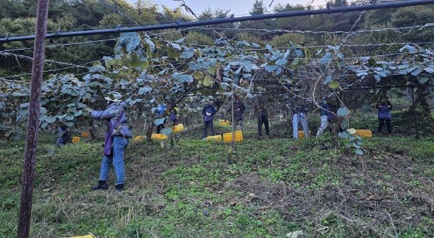 경남 고성, 열린민원과‧도시교통과‧마암면 가을철 농촌사랑 일손돕기에 나서