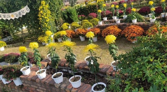 국화 향기 속에 담긴 자연의 아름다움, 제4회 작은공룡 국화전시회 성황리에 종료