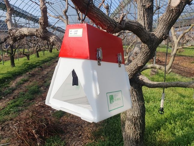 대추 월동 전 이것만은 꼭! IT 페로몬 트랩