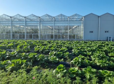 경남 고성군농업기술센터 실증시험포 생산 ‘이웃사랑 배추 나눔’