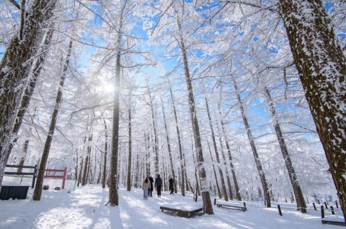 정선군 고한읍 함백산 만항재 설경