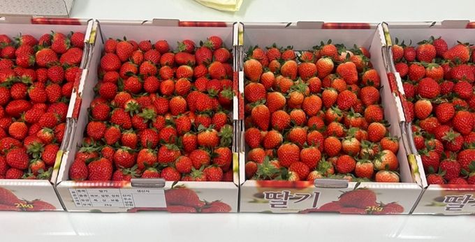 평창군농업기술센터, 지역 내 소외계층 위해 스마트팜 딸기 기부