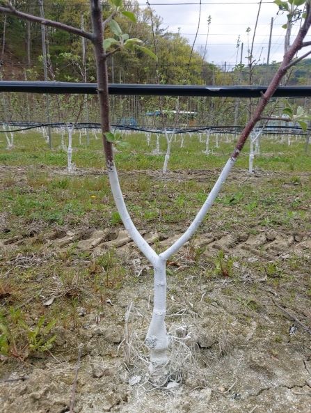 흰색 수성페인트 도포