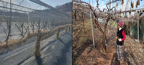 울산시농업기술센터 동절기 피해 예방 위해 작물 및 가축 관리 당부