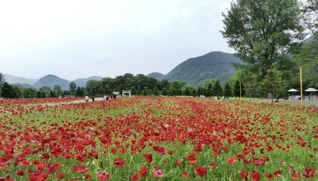 2024년 5월 열린 자라섬 봄꽃 페스타 전경