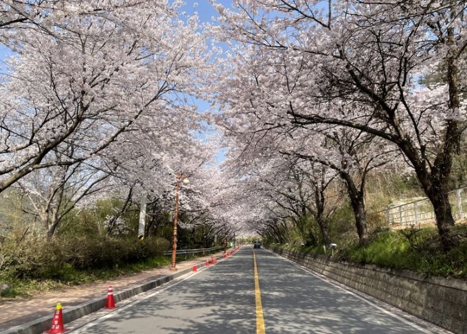 금남동 한수제에 만개한 벚꽃 터널. (사진제공-나주시)