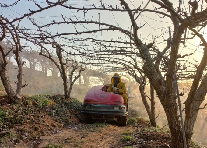 과수화상병 방제현장