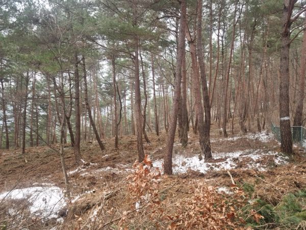 함양군 숲가꾸기 사업 ‘일석이조’ 효과