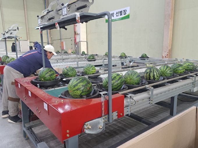 고품질 수박 첫 출하
