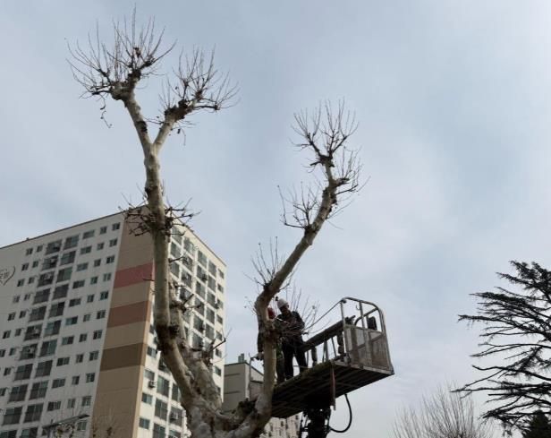 대전 중구, 새봄맞이 가로수길 새단장 나서