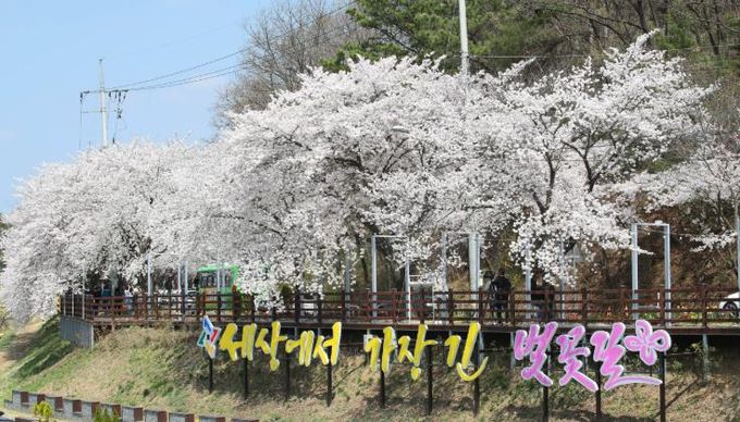 대청호 벚꽃길