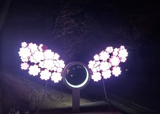 고성군 대가십리벚꽃길, 경관조명으로 야경 더해진다 ‘벚꽃엔딩’ 만끽하세요!