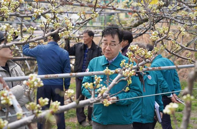 하승철 하동군수, 배 저온 피해 현장 방문 점검