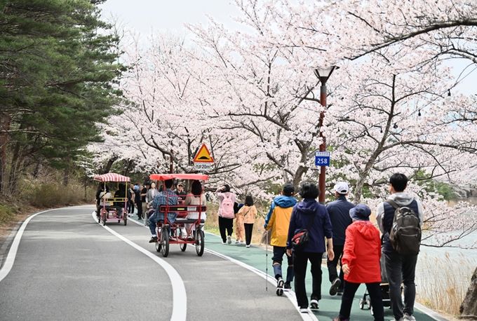 속초시 벚꽃 만개 속 열린 2025 영랑호 벚꽃축제, 성황리 마무리